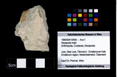 Foto (Objekt + Etikett) von Decapoda indet.  (NHMW-GEO-1990-0041-0405)